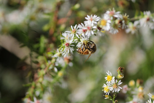 Symphyotrichum lateriflorum (calico aster)