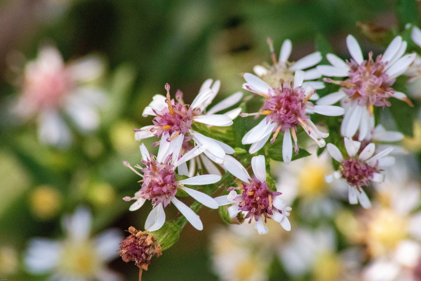 Symphyotrichum lateriflorum (calico aster)