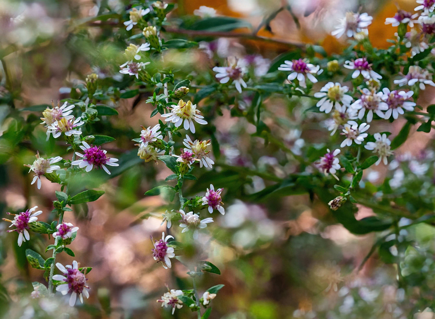 Symphyotrichum lateriflorum (calico aster)