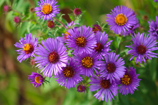 Symphyotrichum novae-angliae (New England aster)