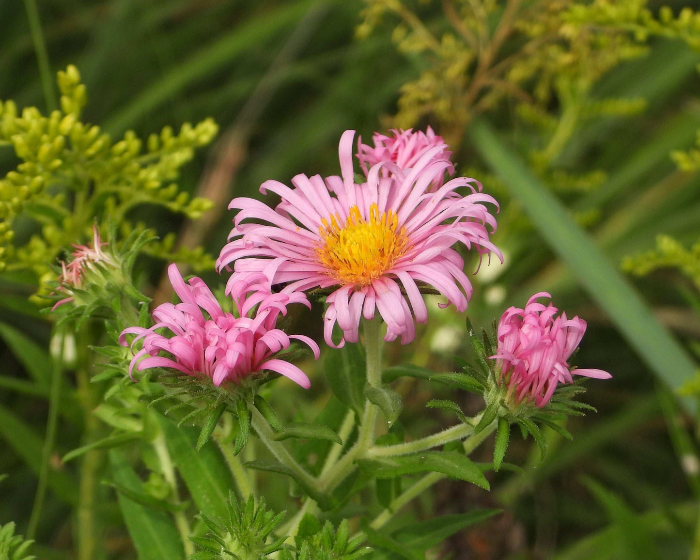 Symphyotrichum novae-angliae (New England aster)