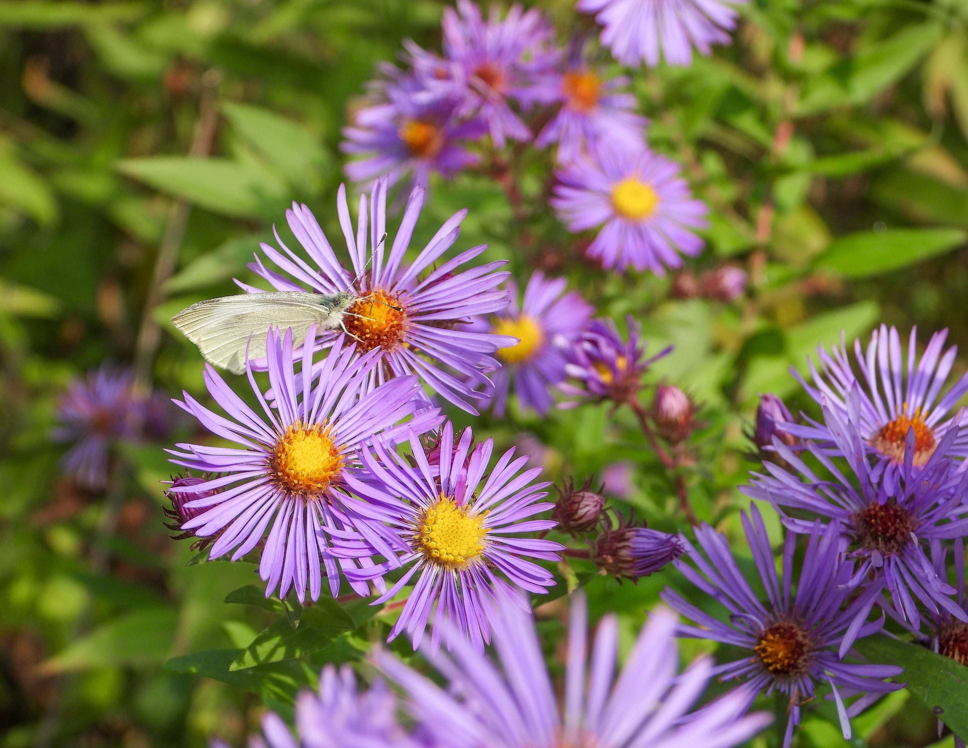 Symphyotrichum novae-angliae (New England aster)