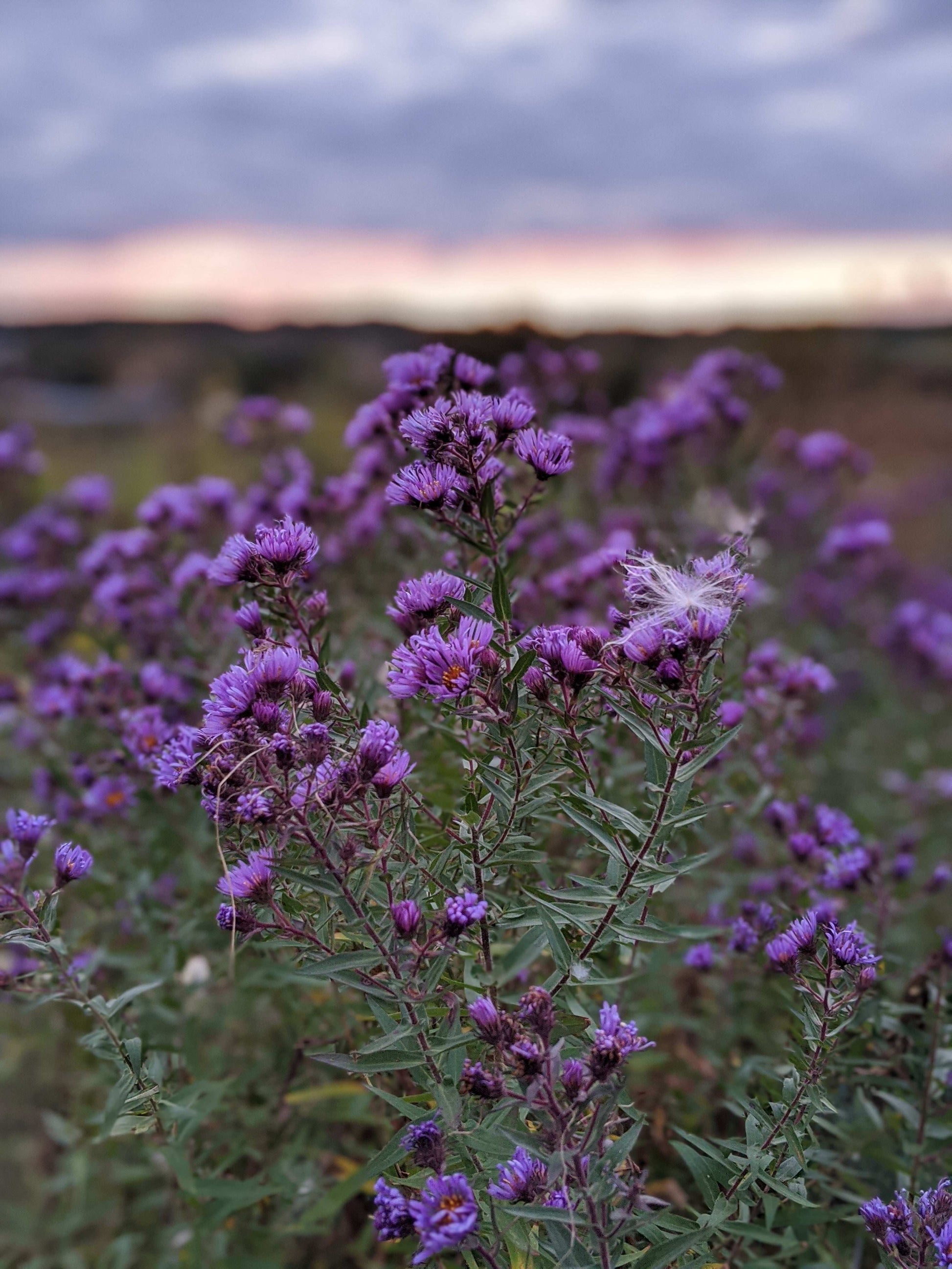 Symphyotrichum novae-angliae (New England aster)