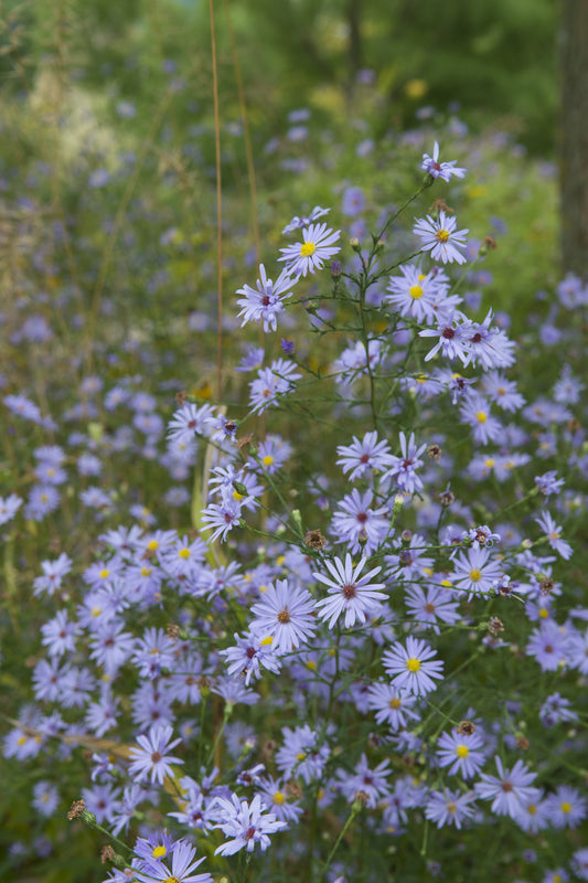 Symphyotrichum oolentangiense (sky blue aster)