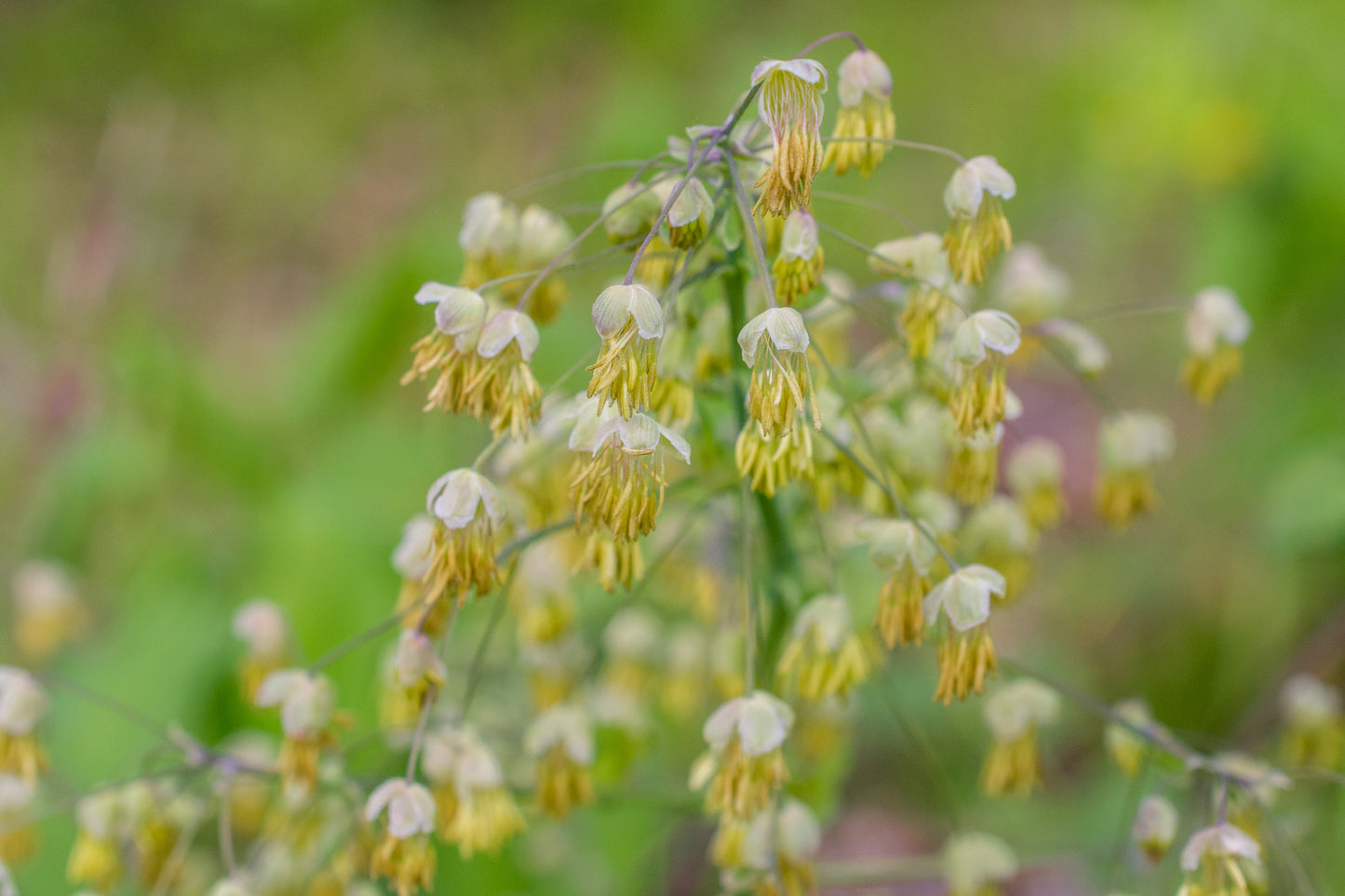 Thalictrum dioicum (early meadow rue)