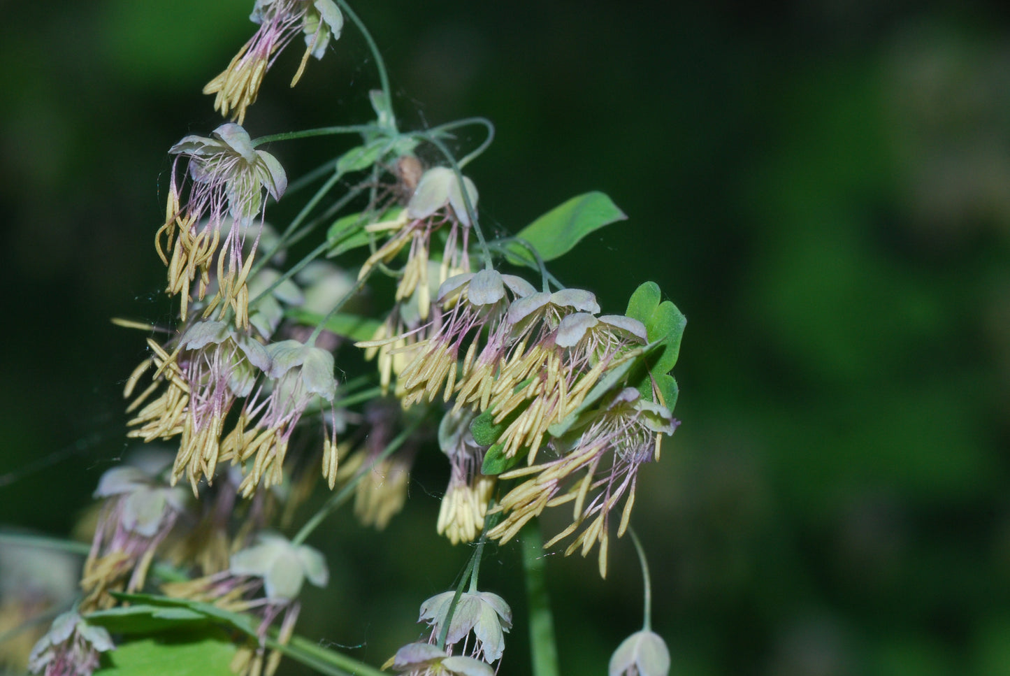 Thalictrum dioicum (early meadow rue)