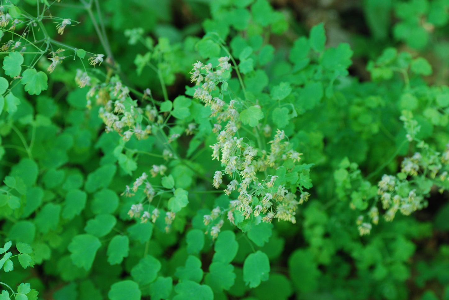 Thalictrum dioicum (early meadow rue)