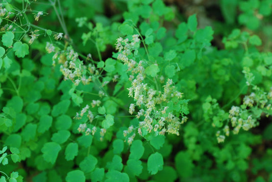 Thalictrum dioicum (early meadow rue)