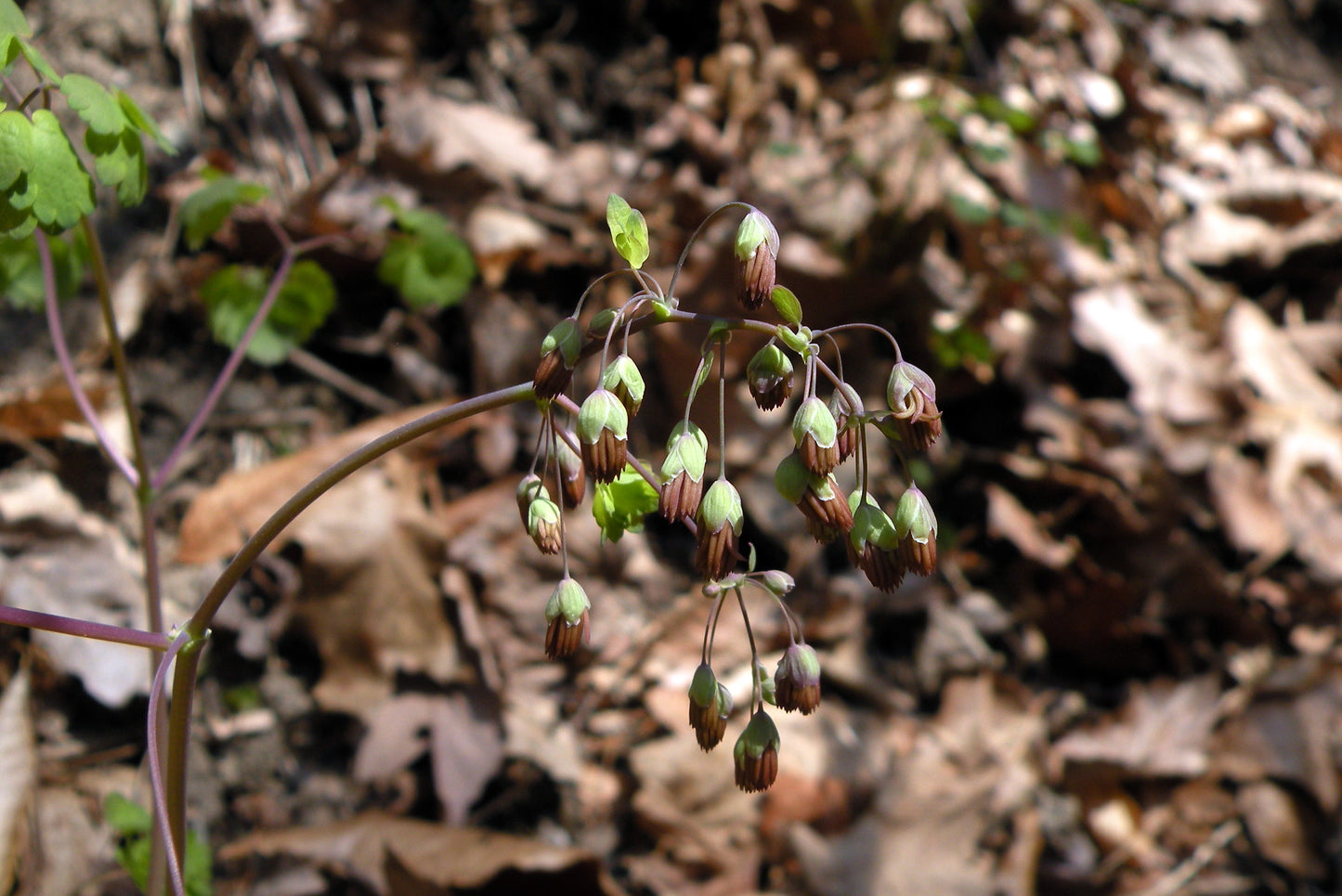 Thalictrum dioicum (early meadow rue)