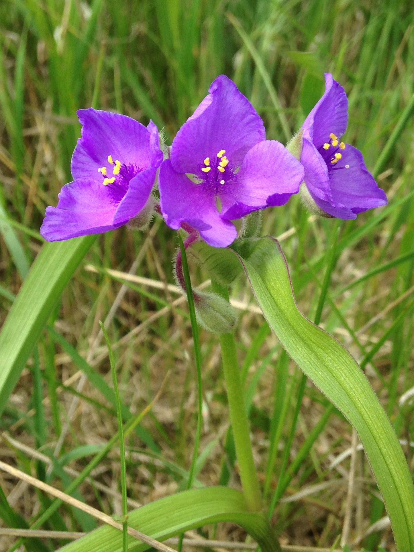 Tradescantia bracteata (prairie spiderwort)