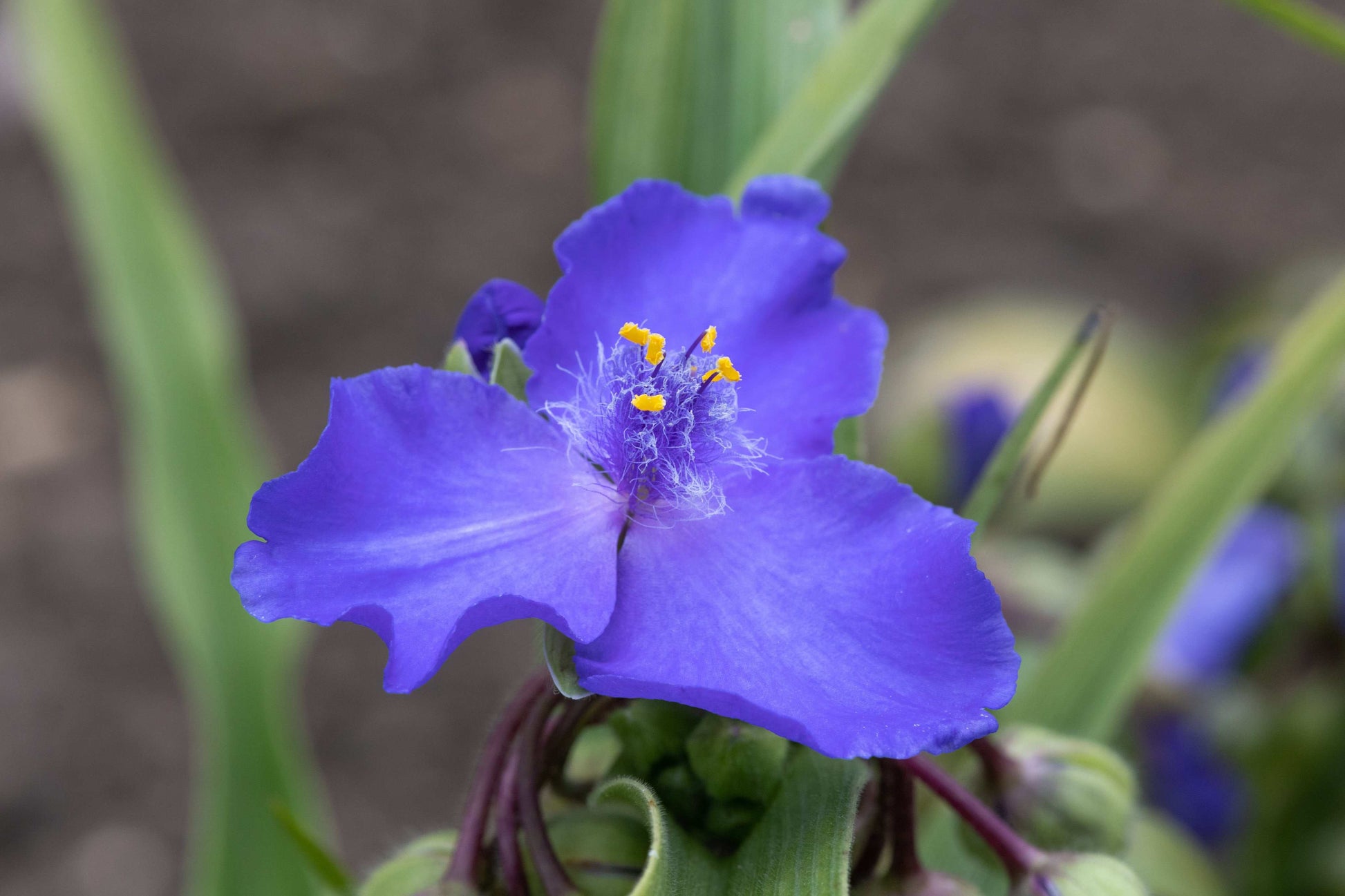 Tradescantia bracteata (prairie spiderwort)