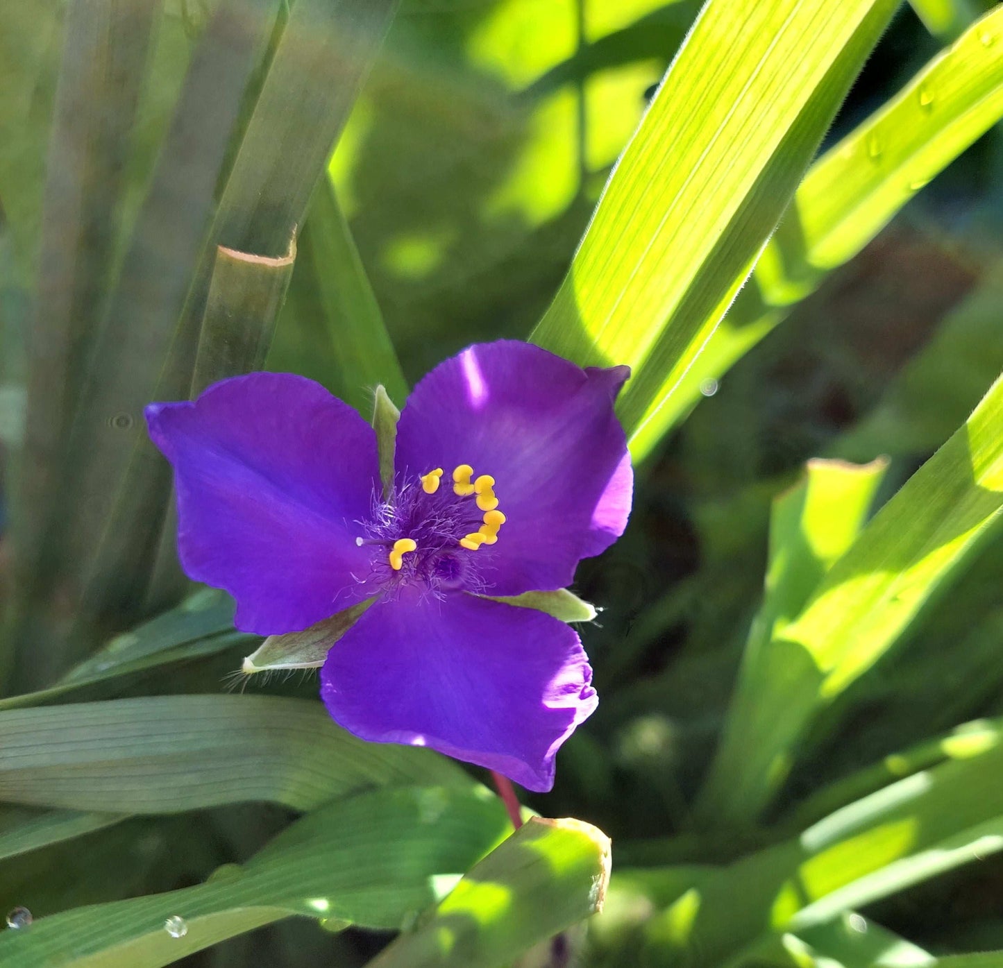 Tradescantia bracteata (prairie spiderwort)