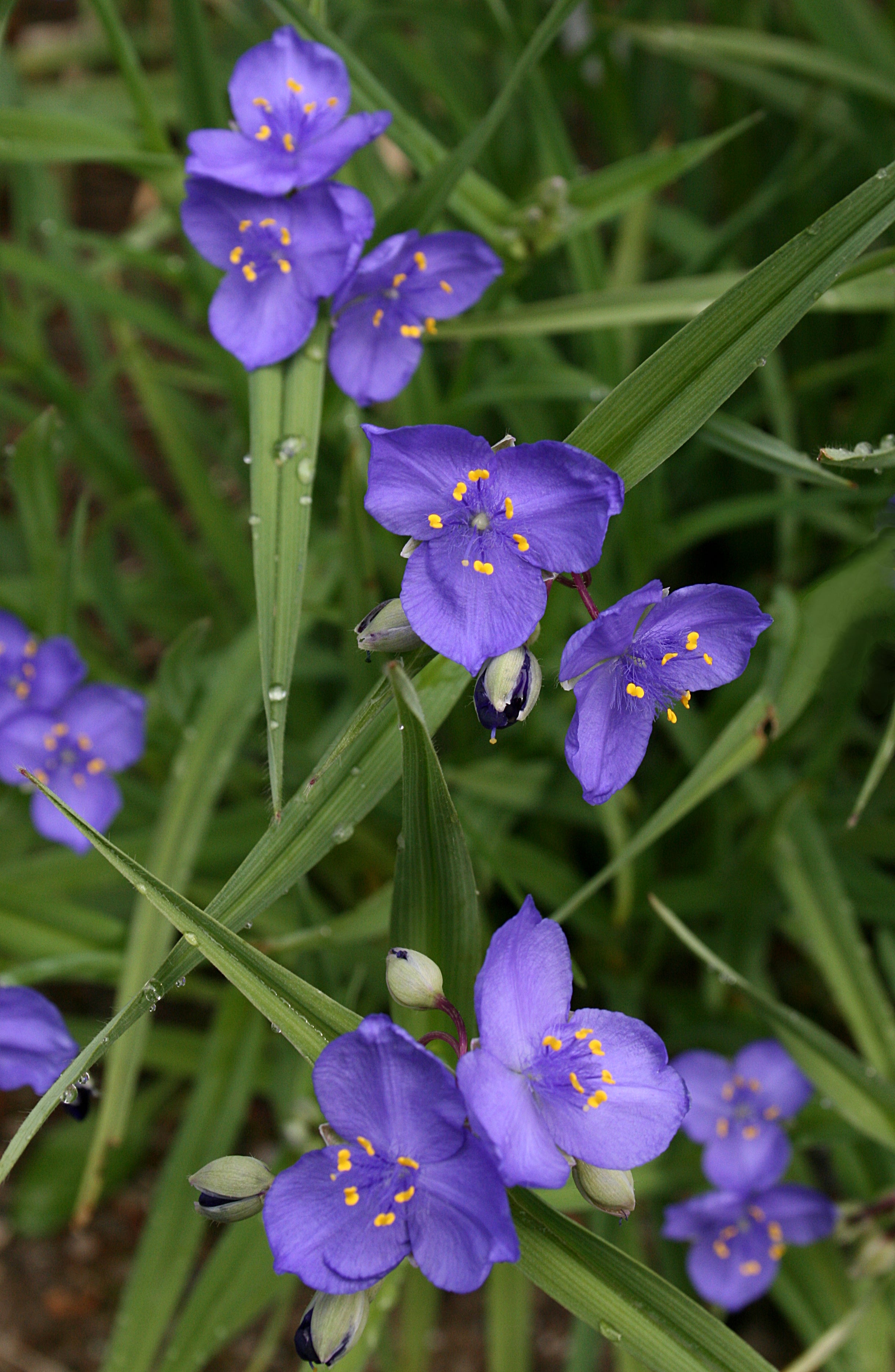 Tradescantia occidentalis (Western spiderwort) – Tend Native Plants