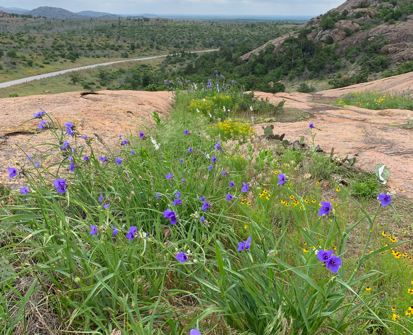 Tradescantia occidentalis (Western spiderwort)