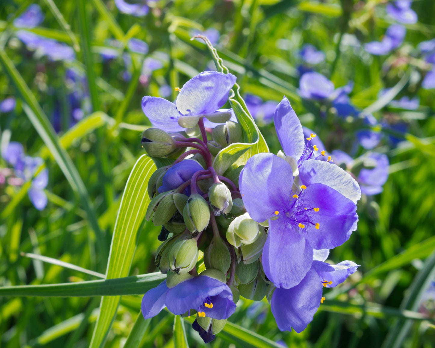 Tradescantia ohiensis (Ohio spiderwort)