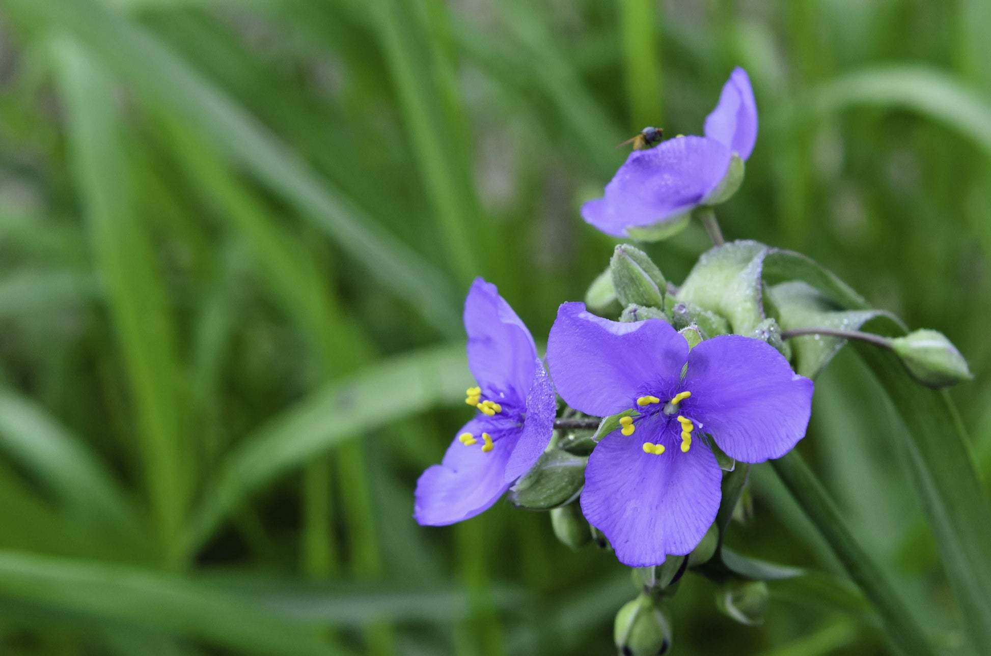 Tradescantia ohiensis (Ohio spiderwort)