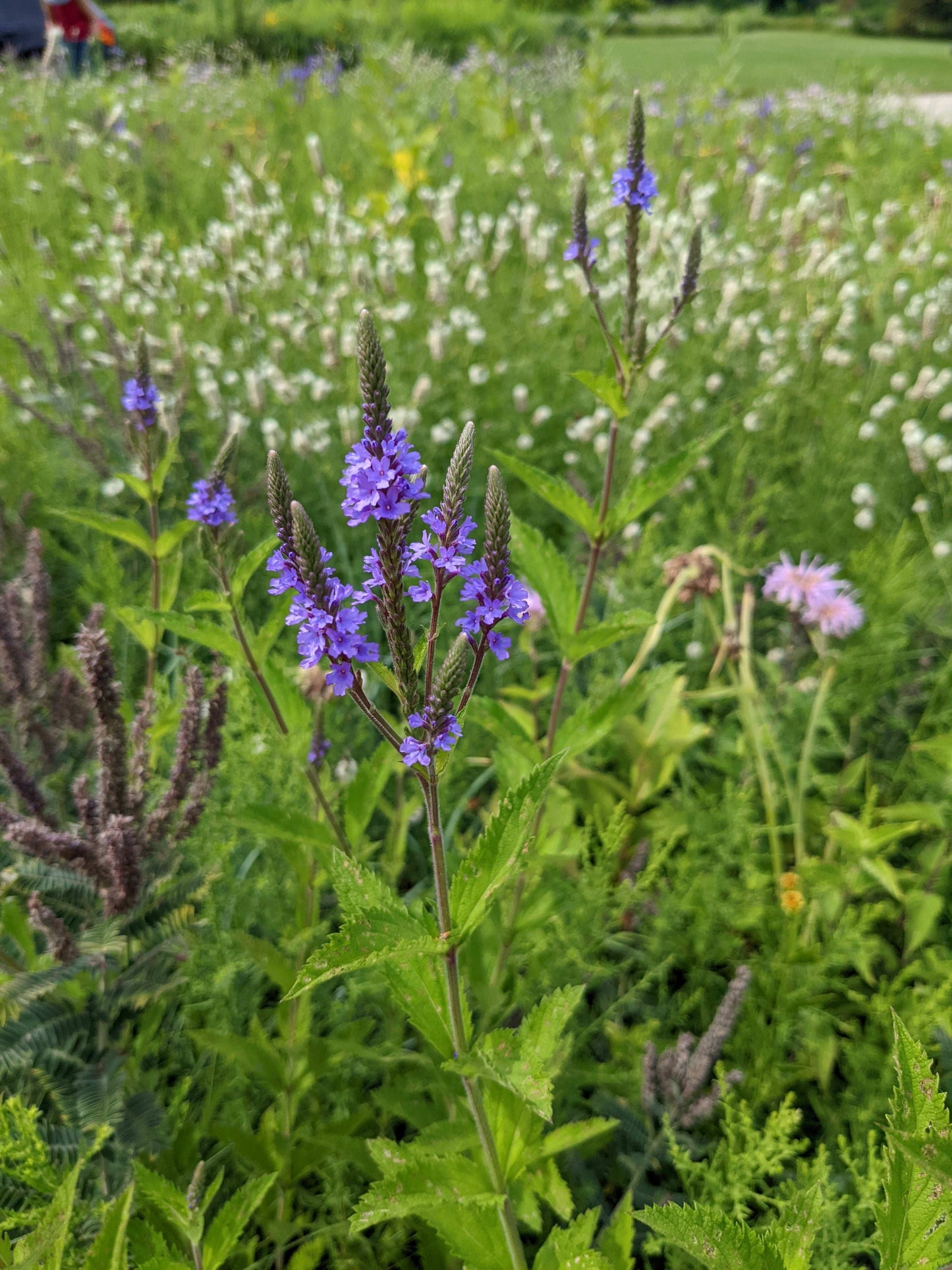 Verbena hastata (blue vervain)