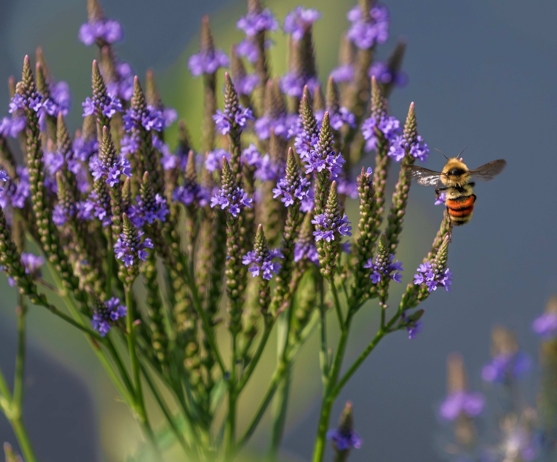 Verbena hastata (blue vervain)