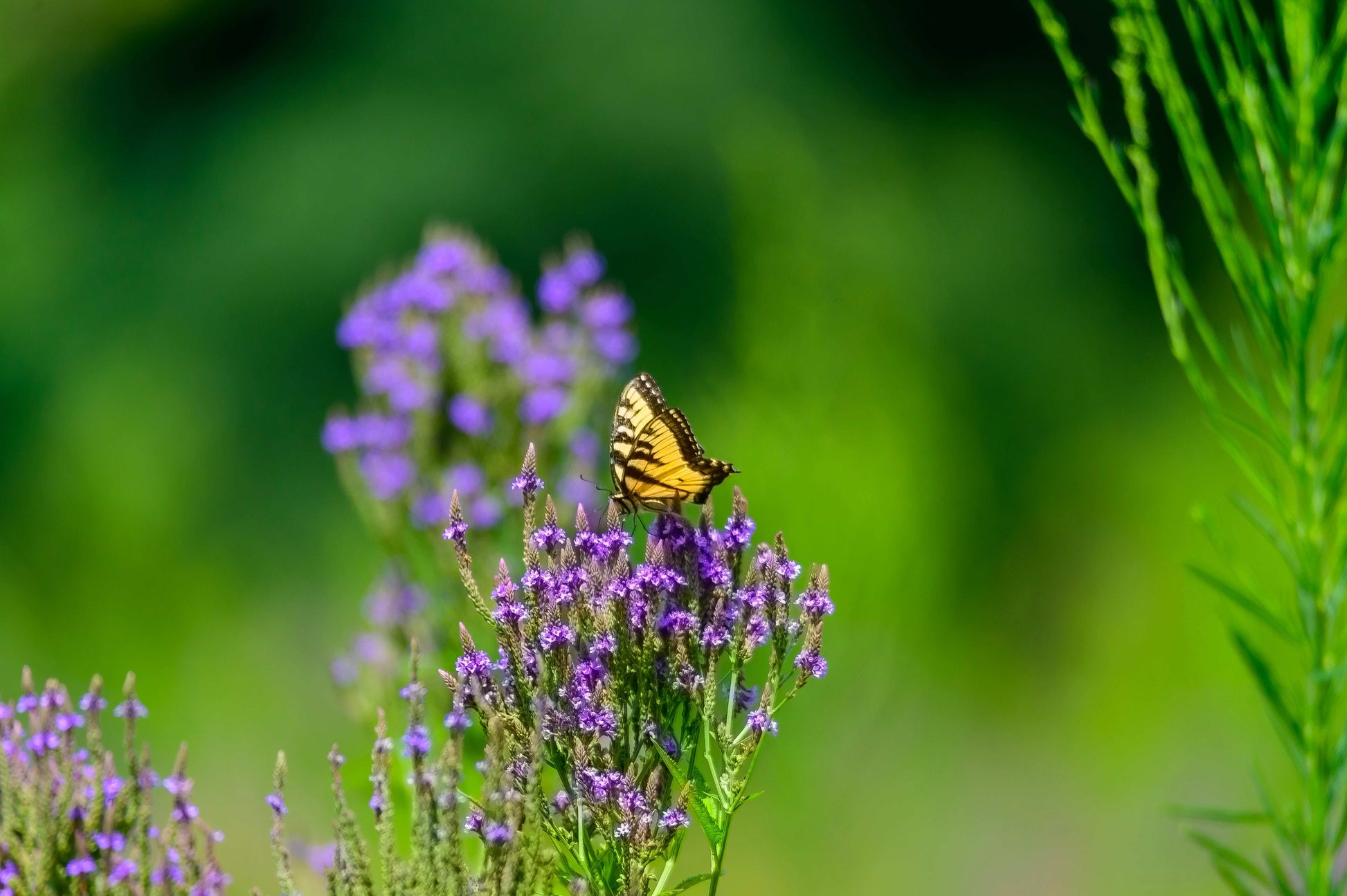 Verbena hastata (blue vervain)