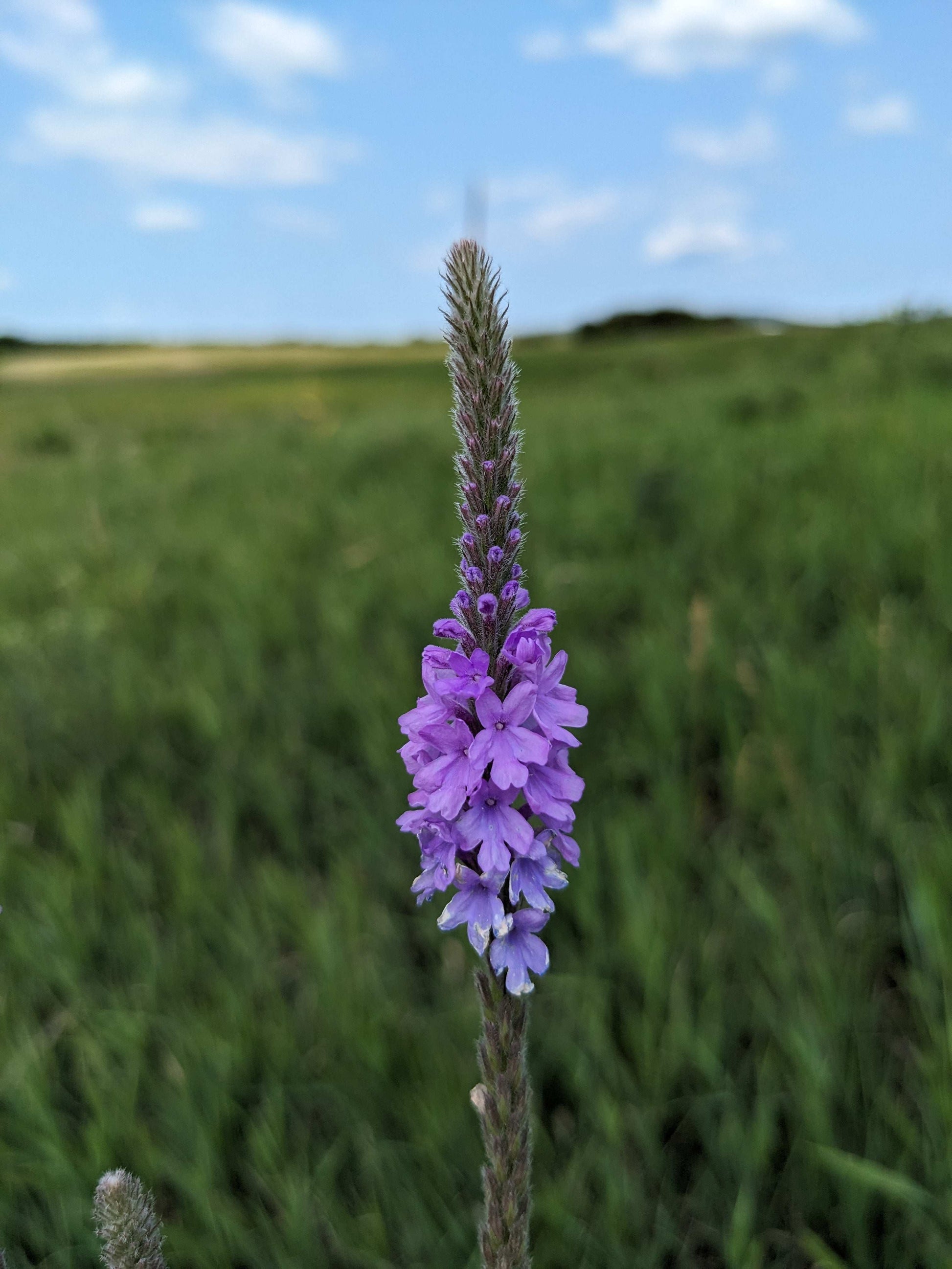 Verbena stricta (hoary vervain)