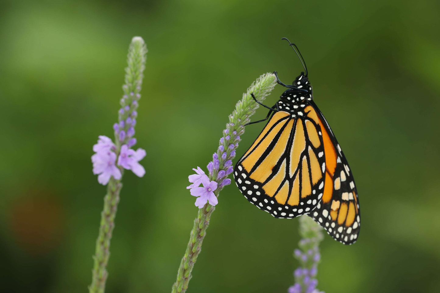 Verbena stricta (hoary vervain)