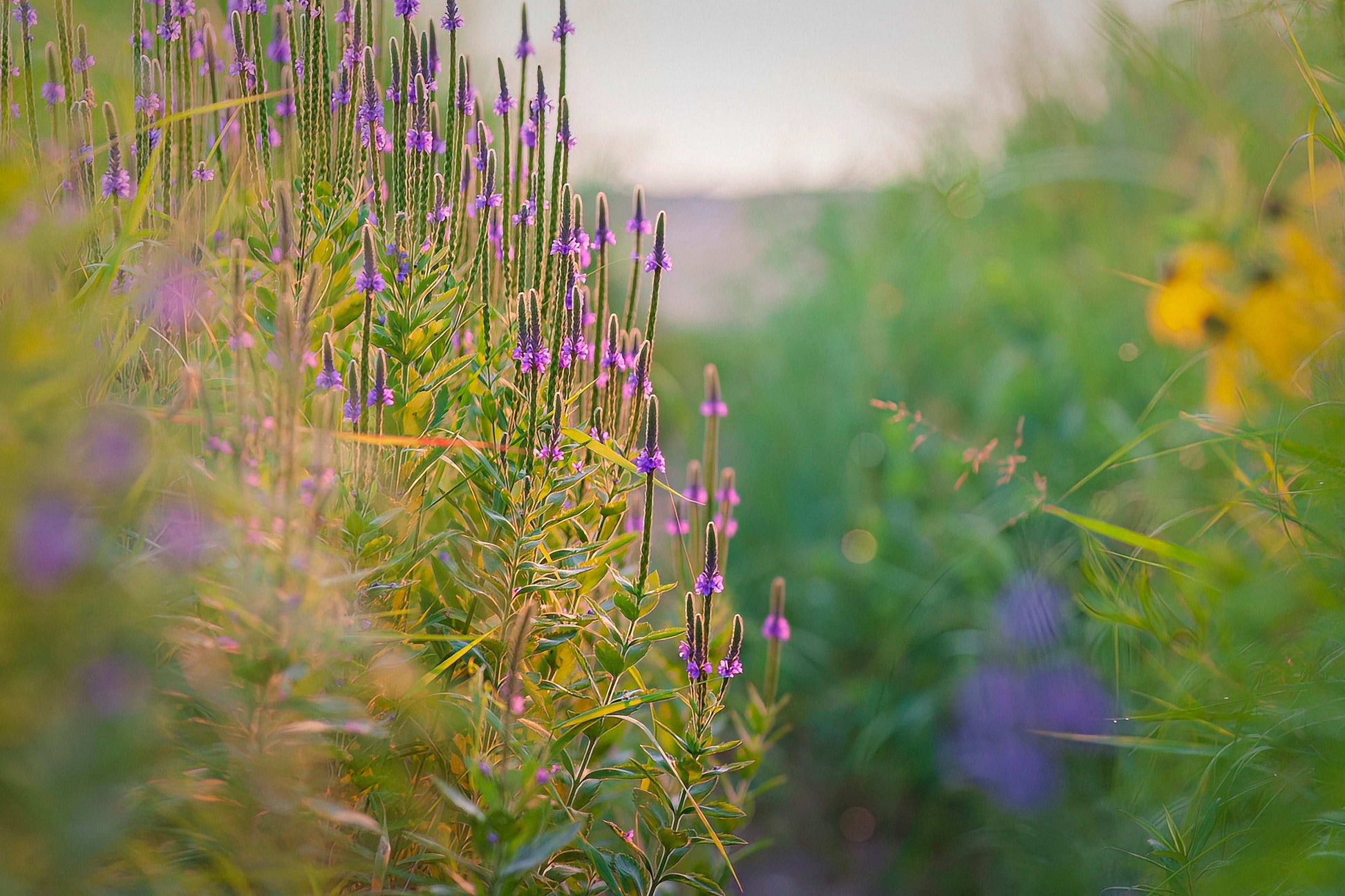 Verbena stricta (hoary vervain)