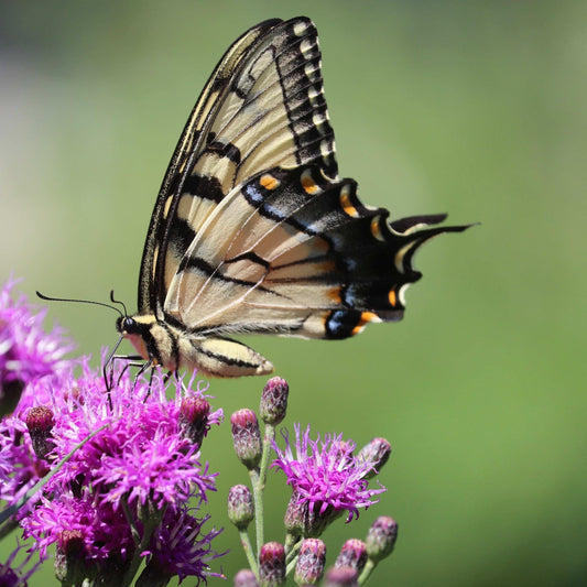 Vernonia fasciculata (common ironweed)