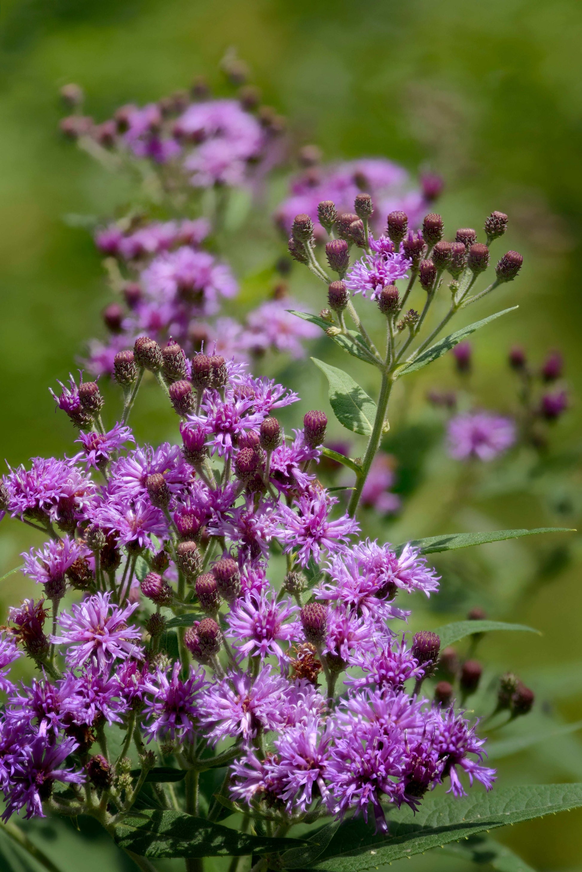 Vernonia fasciculata (common ironweed)