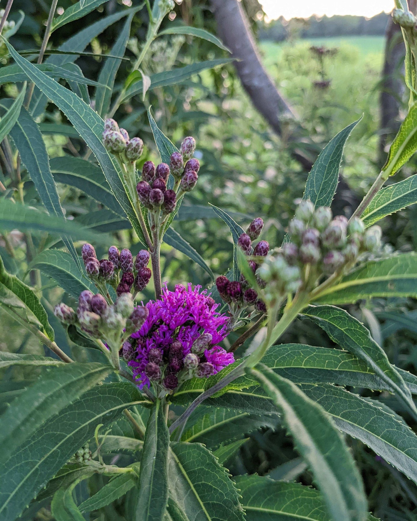 Vernonia fasciculata (common ironweed)