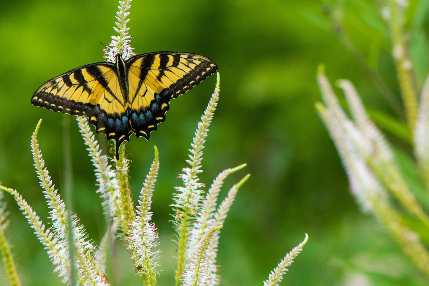 Veronicastrum virginicum (Culver's root)