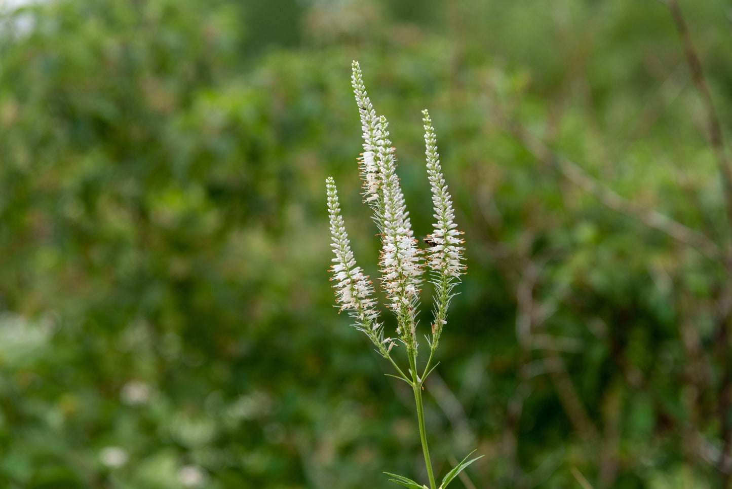 Veronicastrum virginicum (Culver's root)