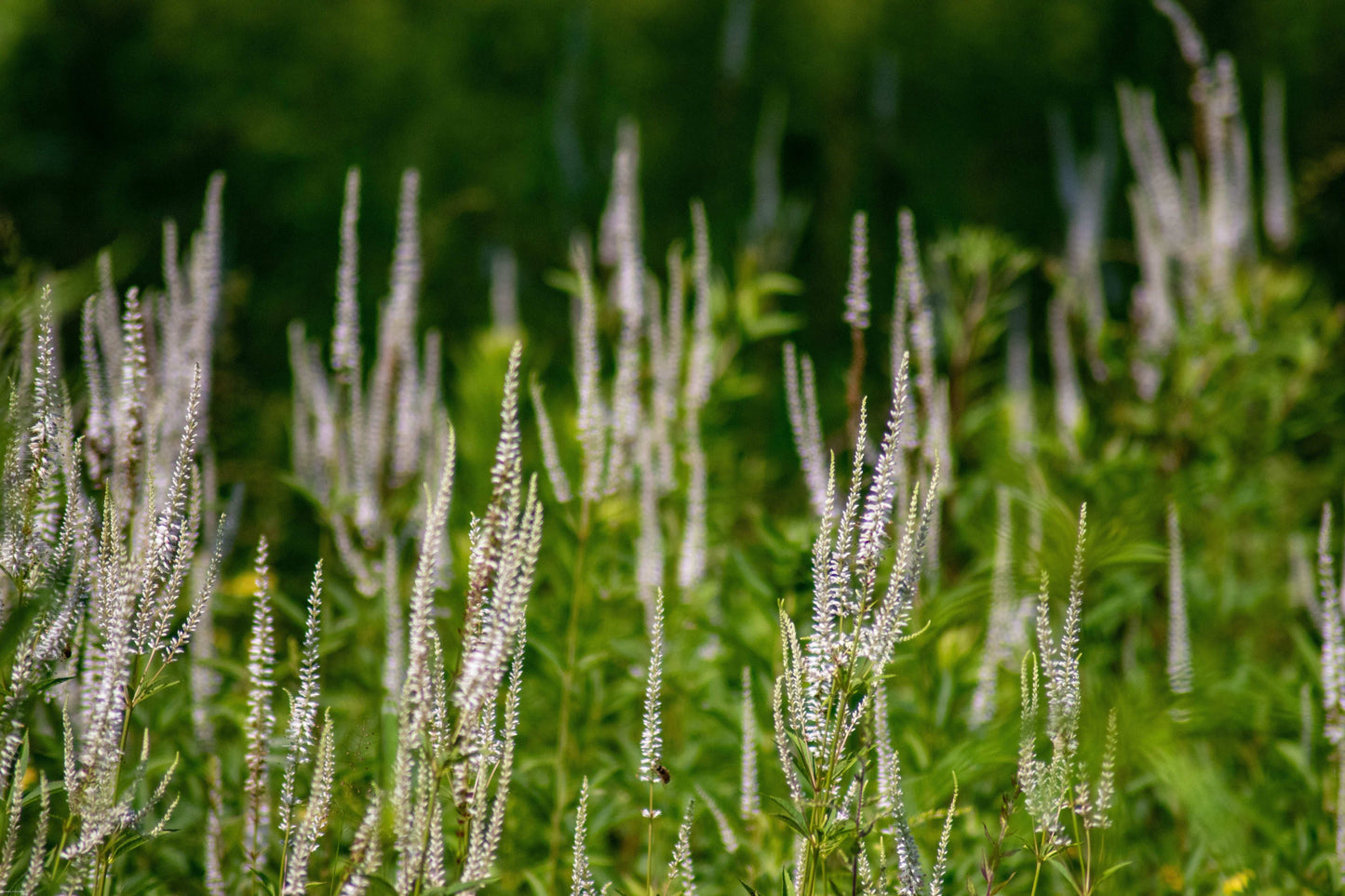 Veronicastrum virginicum (Culver's root)