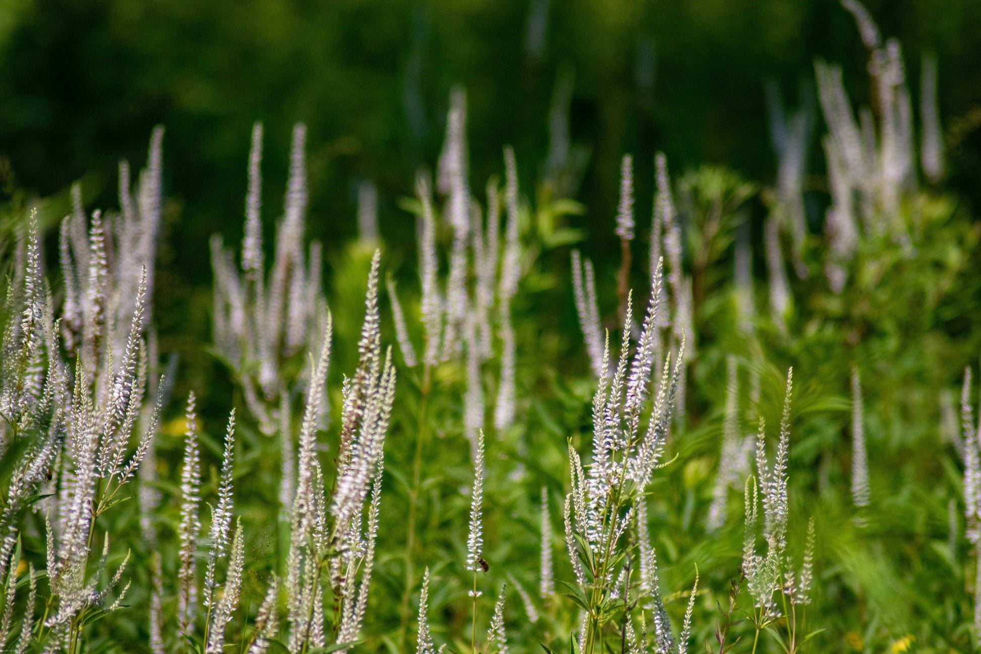 Veronicastrum virginicum (Culver's root)