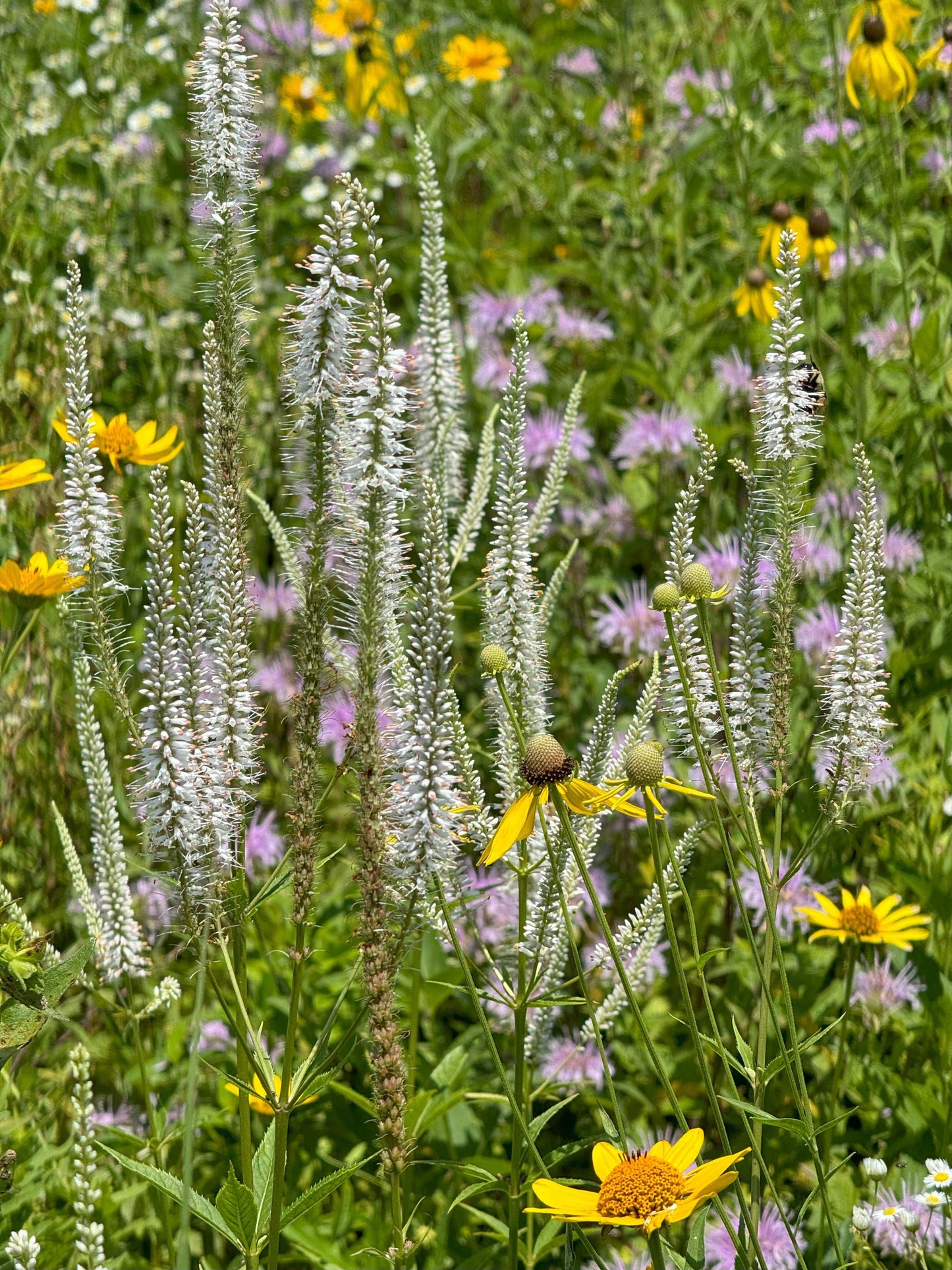 Veronicastrum virginicum (Culver's root)