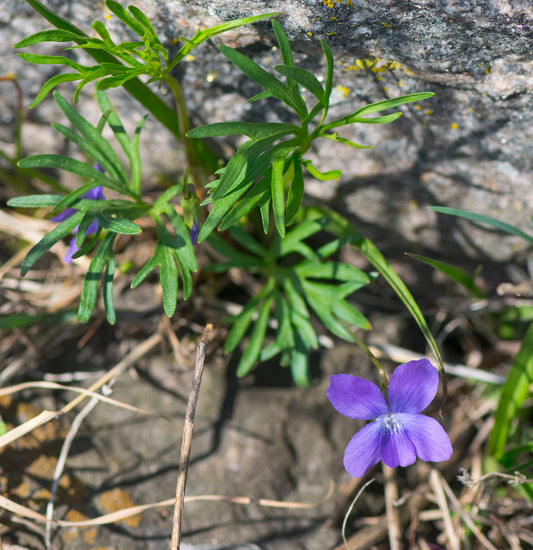 Viola pedatifida (prairie violet)