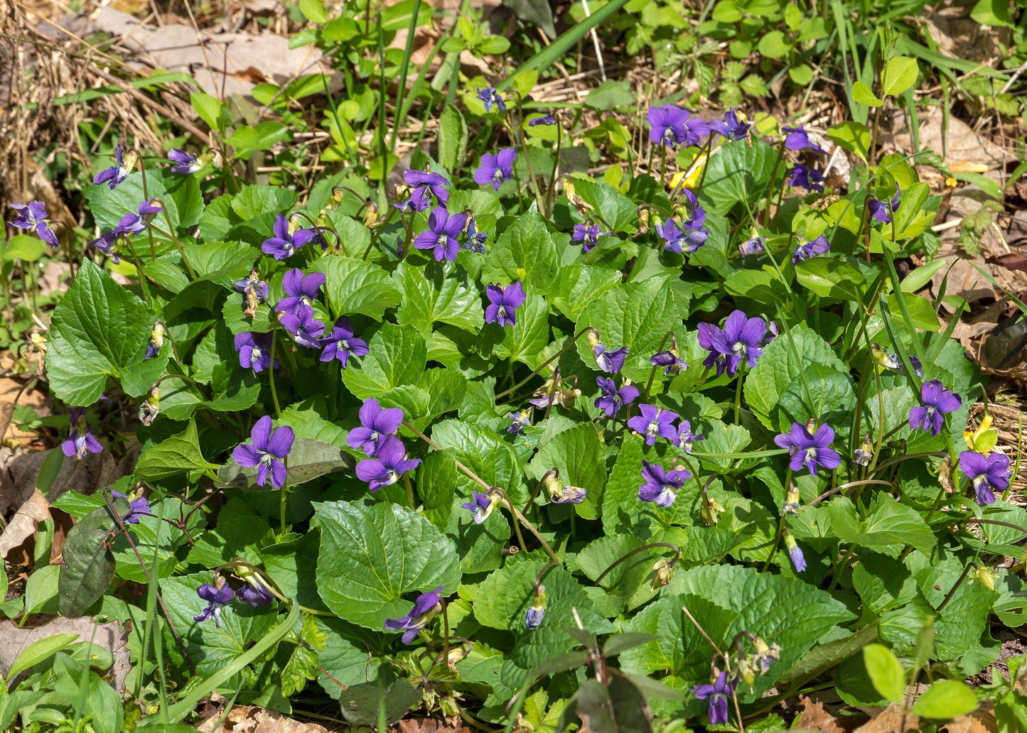 Viola sororia (common blue violet)