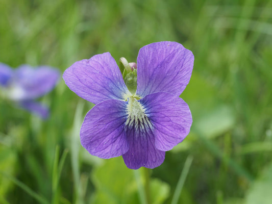 Viola sororia (common blue violet)