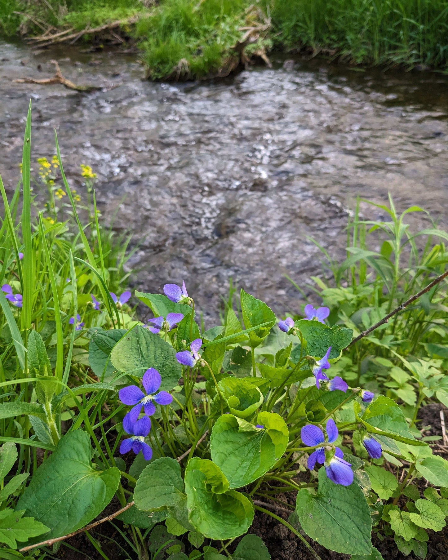 Viola sororia (common blue violet)