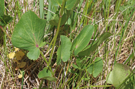 Zizia aptera (heart-leaf golden Alexanders)