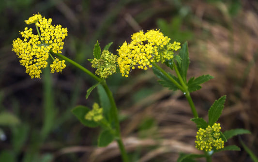 Zizia aptera (heart-leaf golden Alexanders)