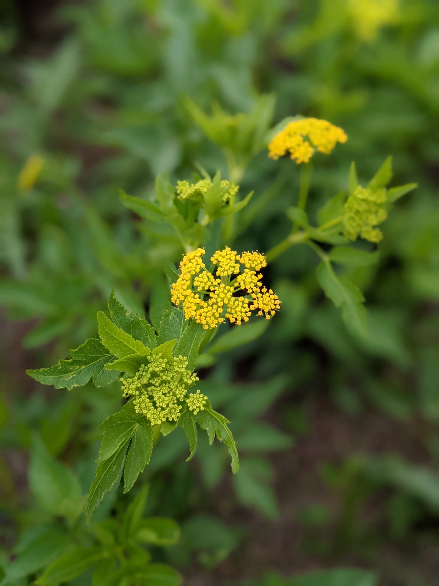 Zizia aurea (golden Alexanders)