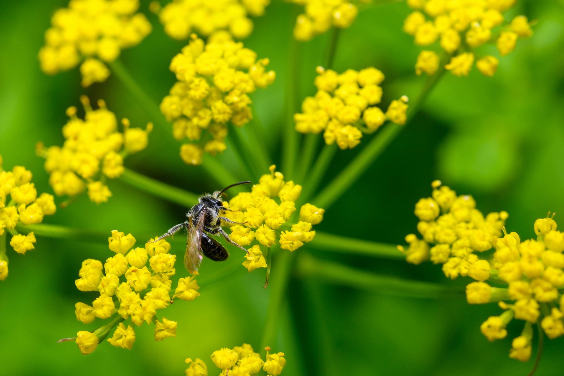 Zizia aurea (golden Alexanders)