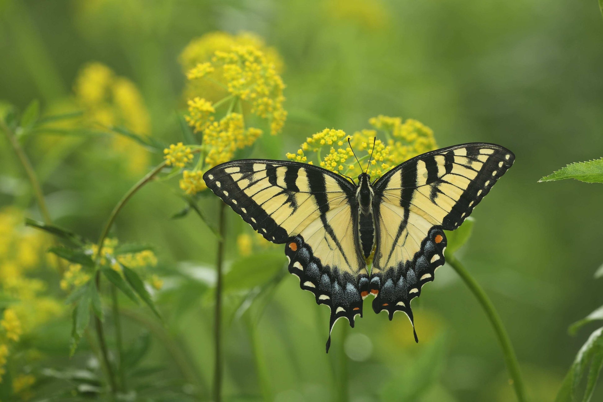 Zizia aurea (golden Alexanders)