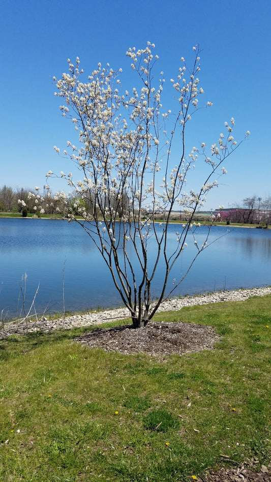 Amelanchier laevis (Alleghany serviceberry)