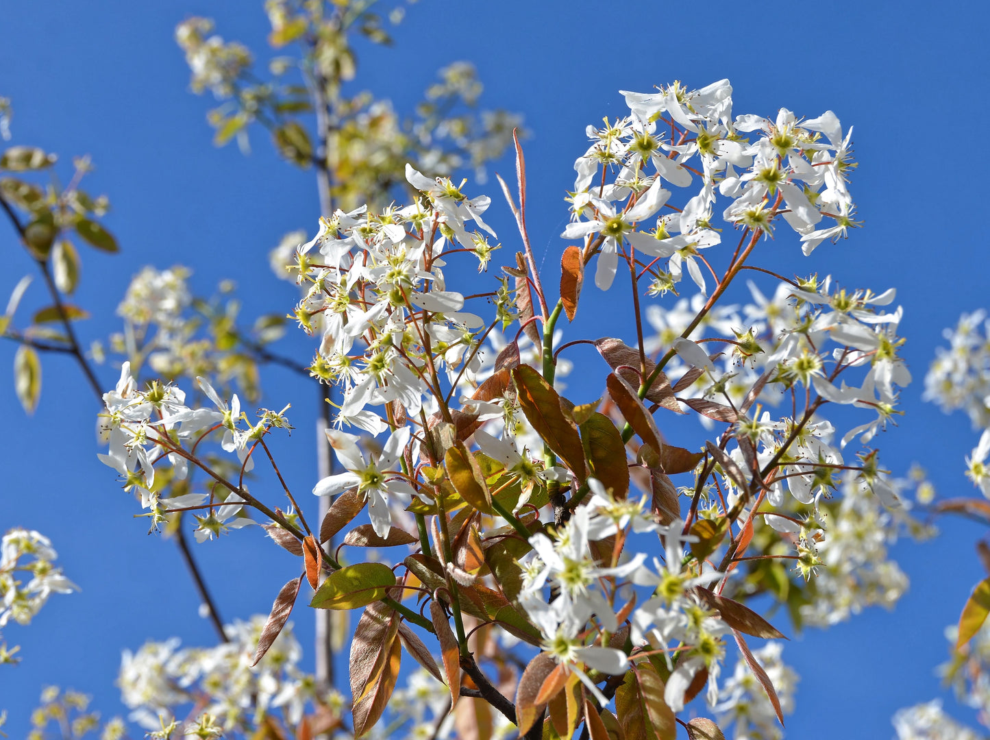Amelanchier laevis (Alleghany serviceberry)
