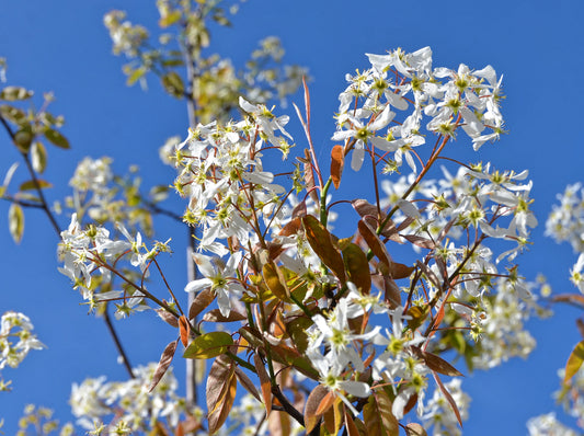 Amelanchier laevis (Alleghany serviceberry)