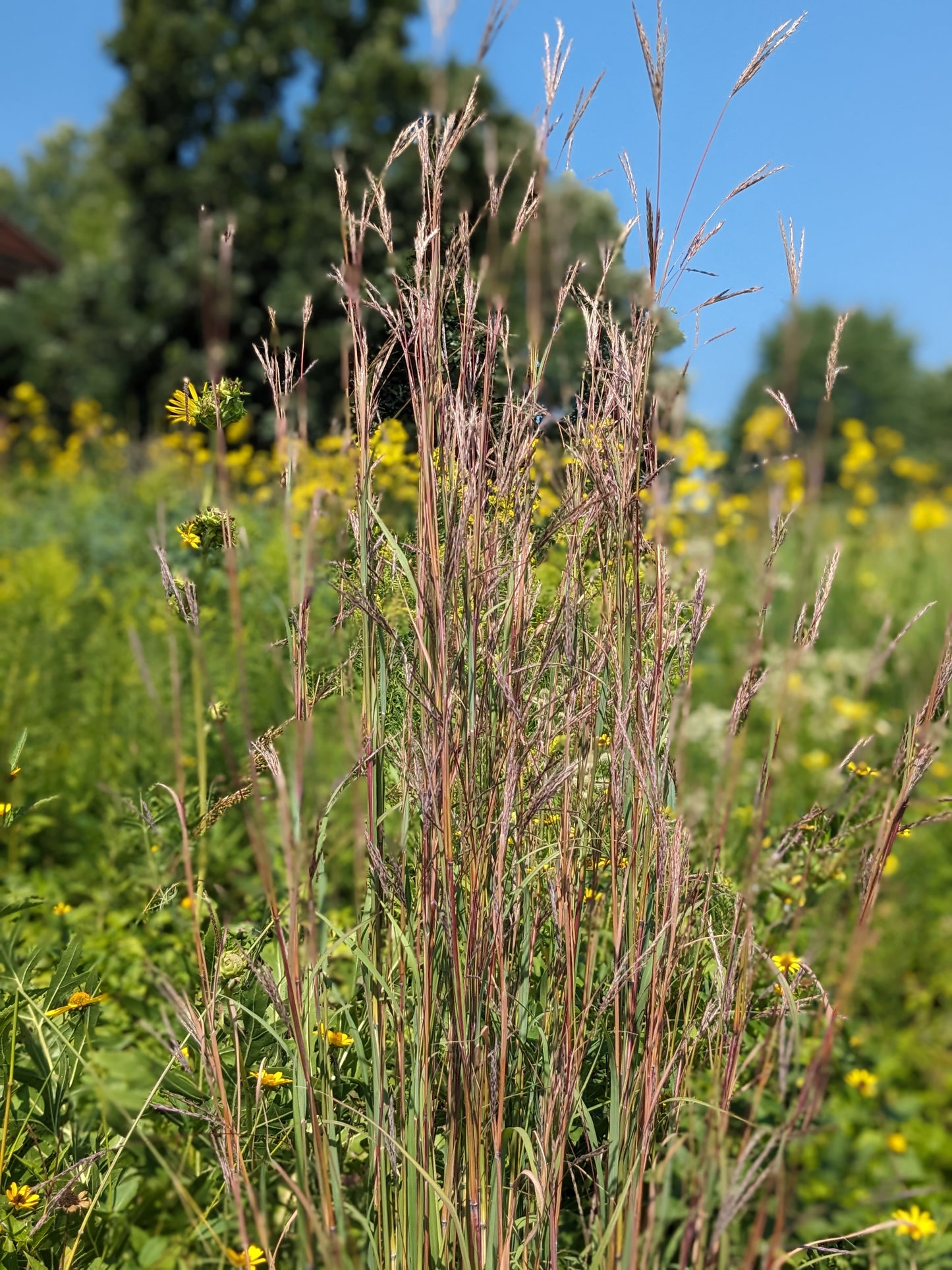 Andropogon gerardii (big bluestem)