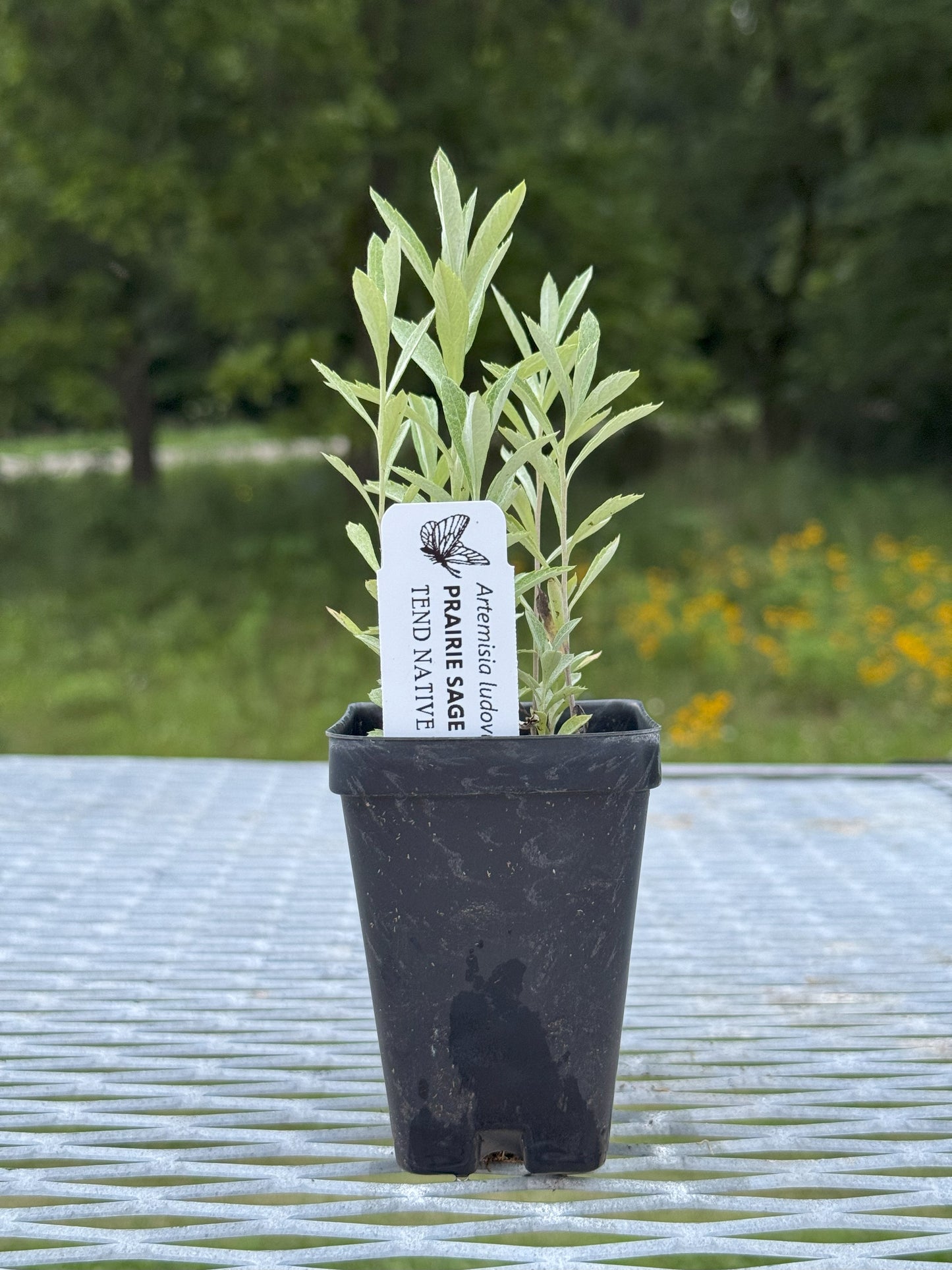 Artemisia ludoviciana (prairie sage)