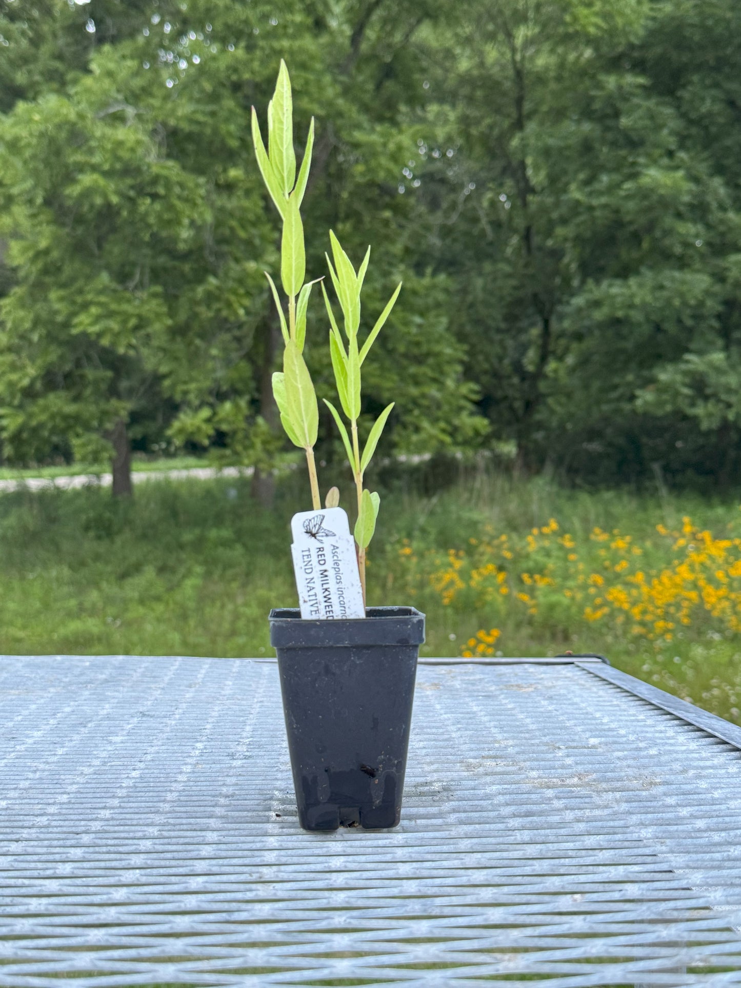 Asclepias incarnata (red milkweed)