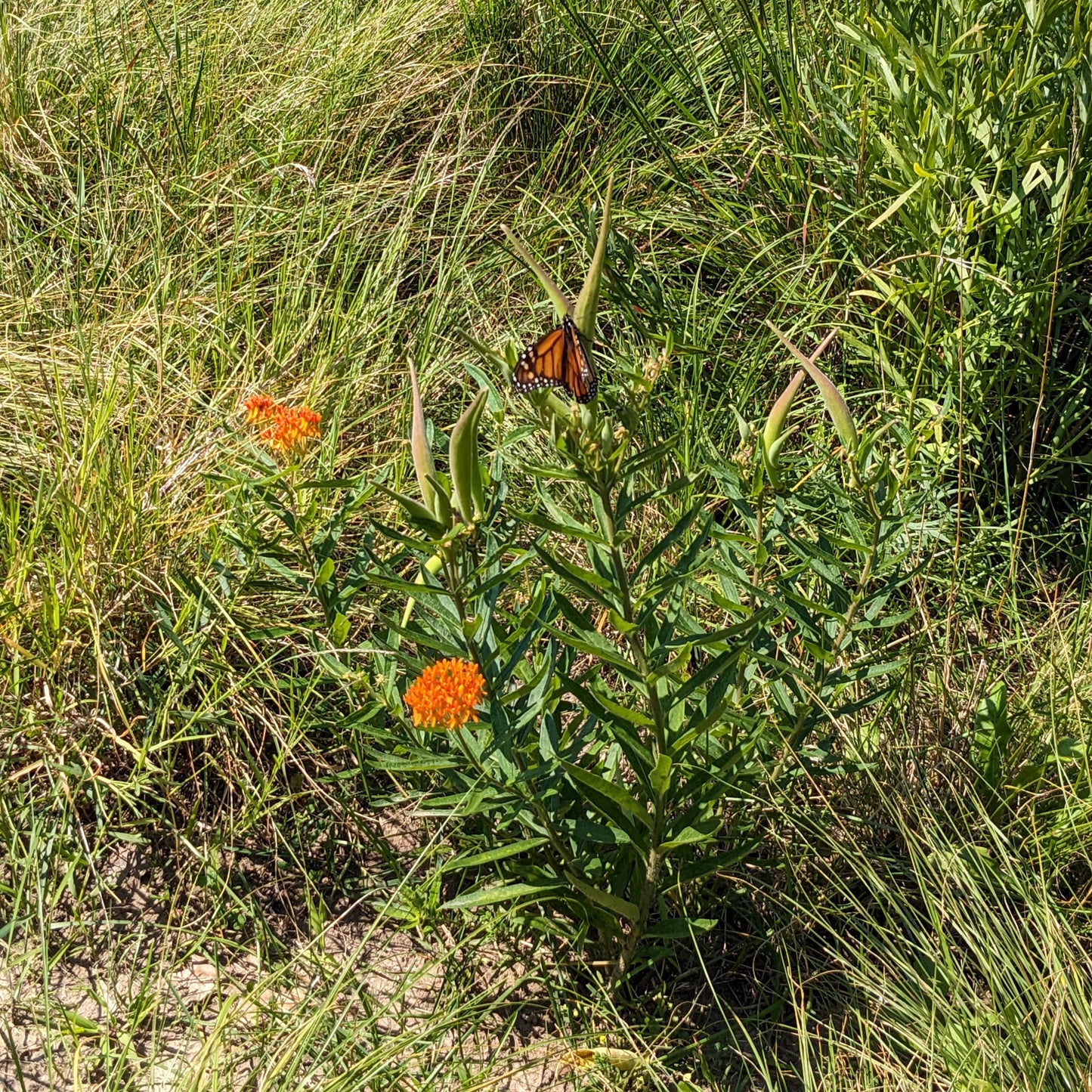 Asclepias tuberosa (butterfly milkweed)